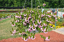Bombay Pink Fan Flower (Scaevola aemula 'Bombay Pink') at Lakeshore Garden Centres