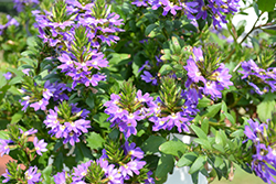 Scala Blue Fan Flower (Scaevola aemula 'Scala Blue') at Lakeshore Garden Centres