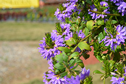 Outback Fan Dancer Fan Flower (Scaevola aemula 'Outback Fan Dancer') at Stonegate Gardens