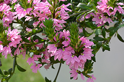Pink Charm Fan Flower (Scaevola aemula 'Pink Charm') at Stonegate Gardens