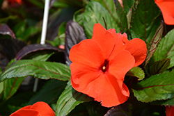 Pure Beauty Bright Orange New Guinea Impatiens (Impatiens 'Pure Beauty Bright Orange') at Stonegate Gardens