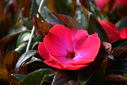 Painted Select Rose Flair New Guinea Impatiens (Impatiens hawkeri 'Paradise Select Rose Flair') at Stonegate Gardens