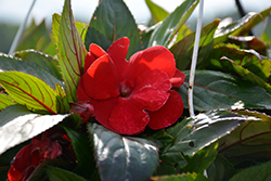 Painted Select New Red New Guinea Impatiens (Impatiens hawkeri 'Paradise Select New Red') at Stonegate Gardens