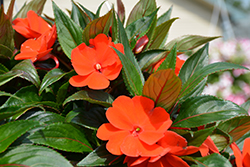 Painted Select Electric Orange New Guinea Impatiens (Impatiens hawkeri 'Paradise Select Electric Orange') at Stonegate Gardens