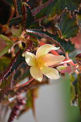 Bossa Nova Yellow Begonia (Begonia boliviensis 'Bossa Nova Yellow') at Stonegate Gardens