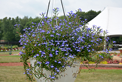 Techno Upright Blue Lobelia (Lobelia erinus 'Techno Upright Blue') at A Very Successful Garden Center