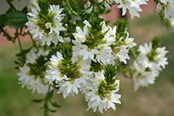 Scala White Fan Flower (Scaevola aemula 'Scala White') at Stonegate Gardens