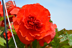 AmeriHybrid Roseform Scarlet Orange Begonia (Begonia 'AmeriHybrid Roseform Scarlet Orange') at Stonegate Gardens