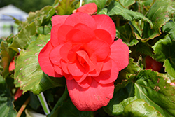 AmeriHybrid Roseform Rose Begonia (Begonia 'AmeriHybrid Roseform Rose') at Stonegate Gardens