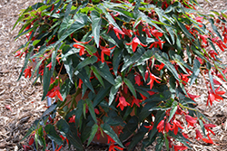 Mistral Red Begonia (Begonia boliviensis 'Mistral Red') at Stonegate Gardens