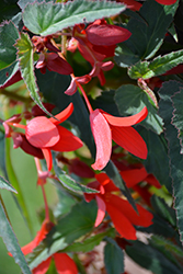 Mistral Red Begonia (Begonia boliviensis 'Mistral Red') at Stonegate Gardens