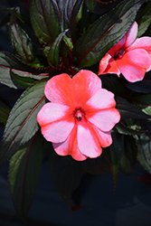 Sonic Sweet Red New Guinea Impatiens (Impatiens 'Sonic Sweet Red') at Stonegate Gardens