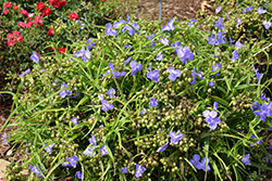 Amethyst Kiss Spiderwort (Tradescantia x andersoniana 'Radtrad') at Stonegate Gardens