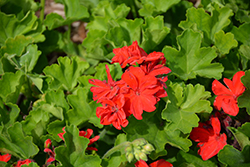 Calliope Large Scarlet Fire Geranium (Pelargonium 'Calliope Large Scarlet Fire') at Stonegate Gardens