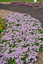 Lanai Twister Purple Verbena (Verbena 'Lanai Twister Purple') at Stonegate Gardens