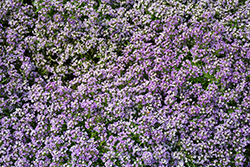 Yolo Lavender Sweet Alyssum (Lobularia maritima 'Yolo Lavender') at Stonegate Gardens