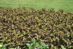 Rodeo Drive Coleus (Solenostemon scutellarioides 'Rodeo Drive') at Lakeshore Garden Centres
