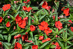 SunStanding Fire Red Impatiens (Impatiens 'SunStanding Fire Red') at Stonegate Gardens