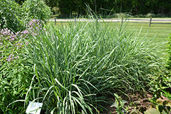 Indian Grass (Sorghastrum nutans) at Lakeshore Garden Centres