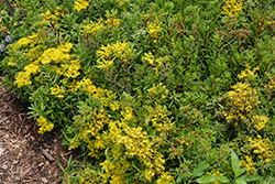 Middendorf Striatum Stonecrop (Sedum middendorfianum var. striatum) at Stonegate Gardens