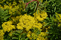 Middendorf Striatum Stonecrop (Sedum middendorfianum var. striatum) at Stonegate Gardens