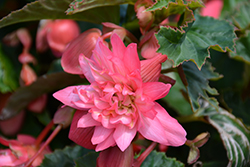 Funky Pink Begonia (Begonia 'Funky Pink') at Stonegate Gardens