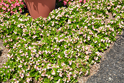 Sprint Plus Apple Blossom Begonia (Begonia 'Sprint Plus Apple Blossom') at Stonegate Gardens
