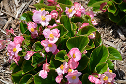 Sprint Plus Pink Begonia (Begonia 'Sprint Plus Pink') at Stonegate Gardens