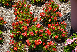 Sprint Plus Red Begonia (Begonia 'Sprint Plus Red') at Stonegate Gardens