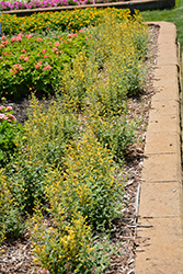 Arizona Sun Hyssop (Agastache 'Arizona Sun') at Lakeshore Garden Centres
