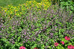 Summer Jewel Lavender Sage (Salvia 'Summer Jewel Lavender') at Stonegate Gardens