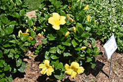 Yellow Hibiscus (Hibiscus rosa-sinensis 'Yellow') at Stonegate Gardens