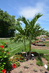 Manila Palm (Adonidia merrillii) at Stonegate Gardens