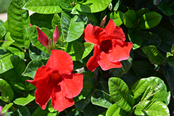 Sun Parasol Pretty Crimson Mandevilla (Mandevilla 'Sunmanderemi') at Stonegate Gardens