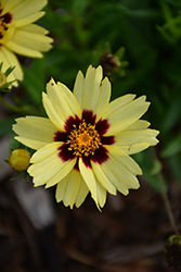 UpTick Cream and Red Tickseed (Coreopsis 'Balupteamed') at Stonegate Gardens