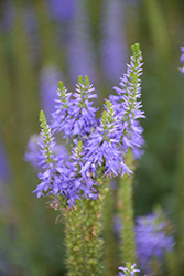 Spike Speedwell (Veronica 'Spike') at Lakeshore Garden Centres