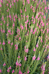 Ronica Pink Speedwell (Veronica 'Ronica Pink') at Stonegate Gardens