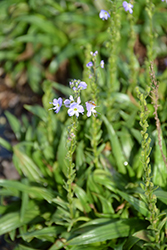 Little Blues Gentian Speedwell (Veronica gentianoides 'Little Blues') at Stonegate Gardens