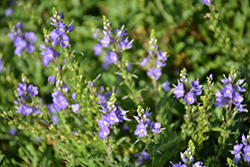 Christy Speedwell (Veronica 'Christy') at Lakeshore Garden Centres