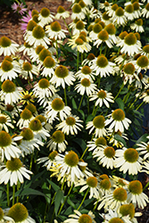 Cleopatra Coneflower (Echinacea 'Cleopatra') at Lakeshore Garden Centres