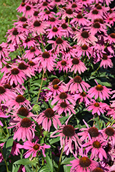 Butterfly Purple Emperor Coneflower (Echinacea 'Purple Emperor') at Lakeshore Garden Centres