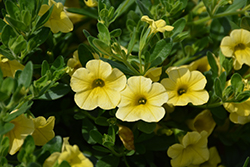 Caloha Lemon Calibrachoa (Calibrachoa 'Caloha Lemon') at Stonegate Gardens