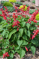 Saucy Red Salvia (Salvia splendens 'Saucy Red') at Stonegate Gardens