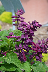 Saucy Purple Salvia (Salvia splendens 'Saucy Purple') at Stonegate Gardens
