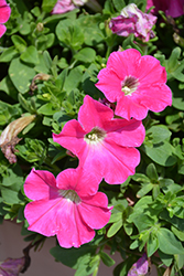 Veranda Hot Pink Petunia (Petunia 'Veranda Hot Pink') at A Very Successful Garden Center