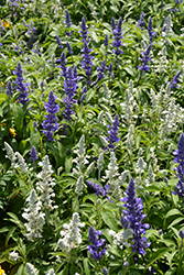 Fahrenheit Blue and White Salvia (Salvia farinacea 'Fahrenheit Blue and White') at Stonegate Gardens