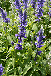 Fahrenheit Blue Salvia (Salvia farinacea 'Fahrenheit Blue') at Stonegate Gardens