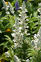 Fahrenheit White Salvia (Salvia farinacea 'Fahrenheit White') at Stonegate Gardens