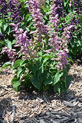 Grandstand Lavender Salvia (Salvia splendens 'Grandstand Lavender') at Stonegate Gardens