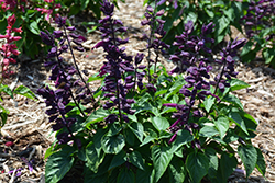 Grandstand Purple Salvia (Salvia splendens 'Grandstand Purple') at Stonegate Gardens